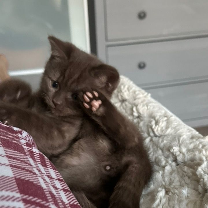 Tom & Jerry