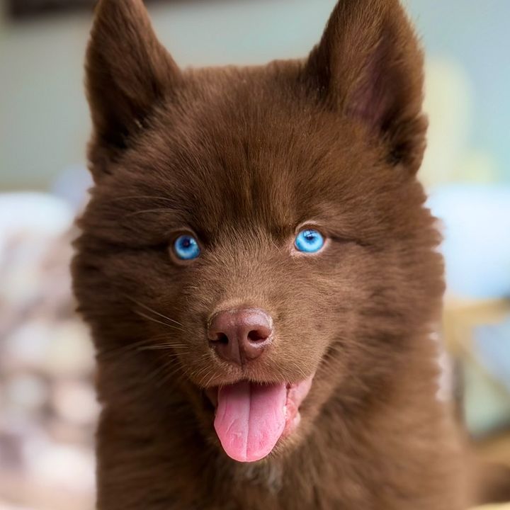 Apolo | Husky Rojo