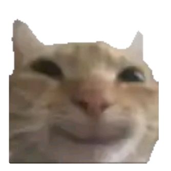 Một chút mèo 🐾