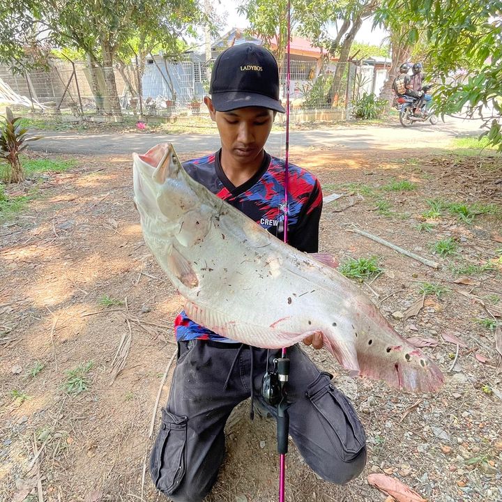Taufik Belida🎣🔥