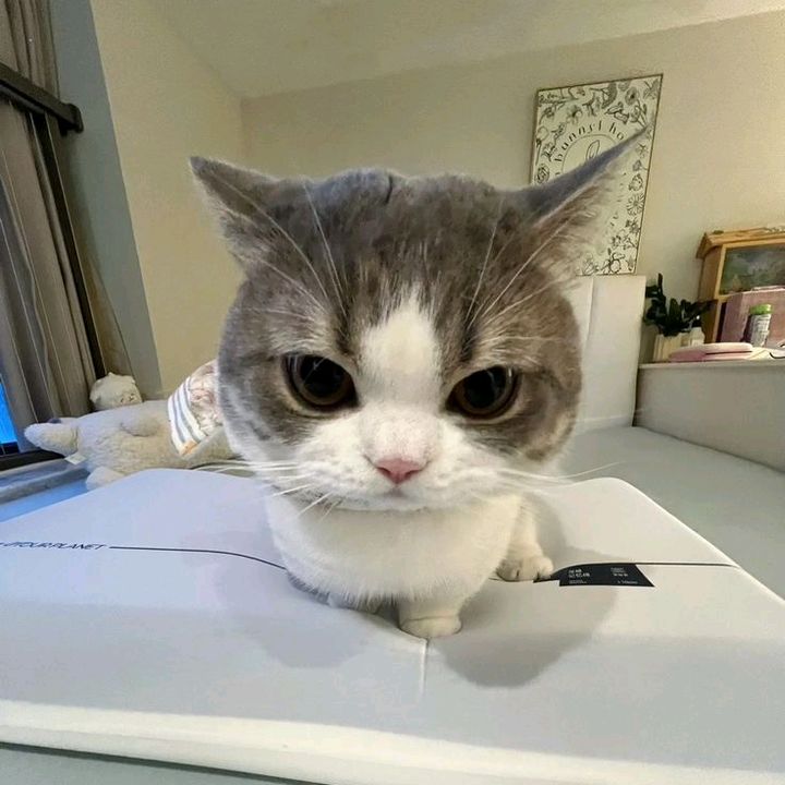 rizqi