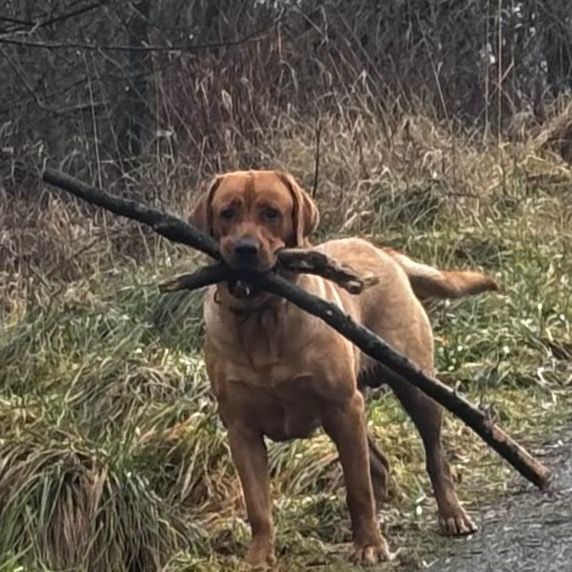 paddy’s stick walks🐕🪾🚶‍♀️