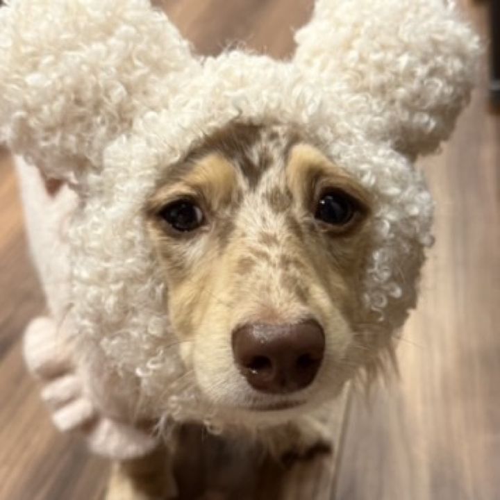 なみちょま