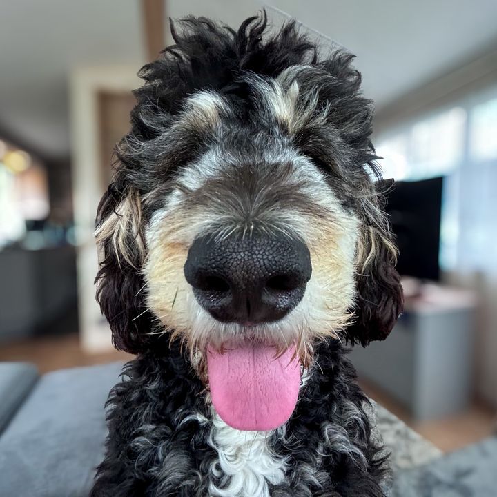 Loki Lou