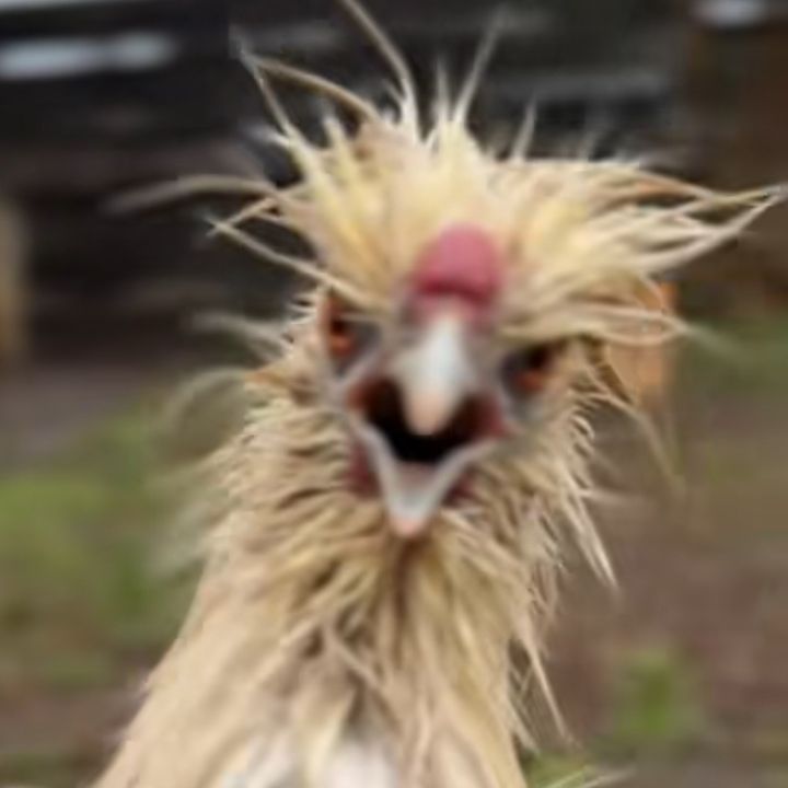 OhMyFarmAnimals