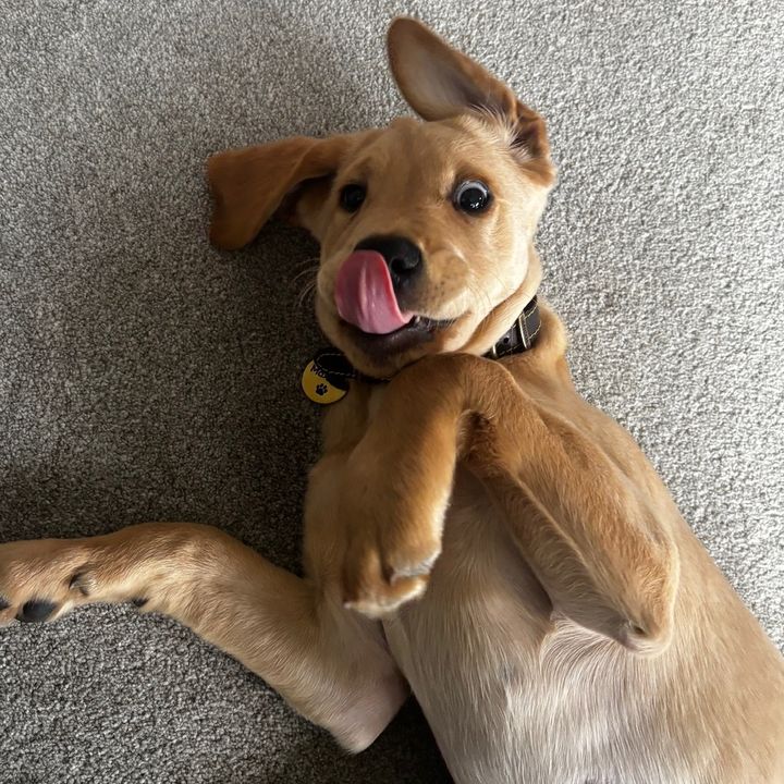 maximus 🐾