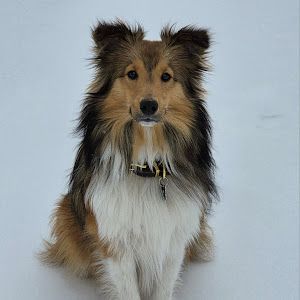 Buccee_Texas_Sheltie