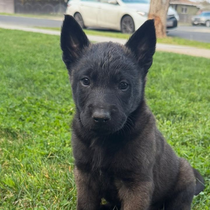 dune the maligator