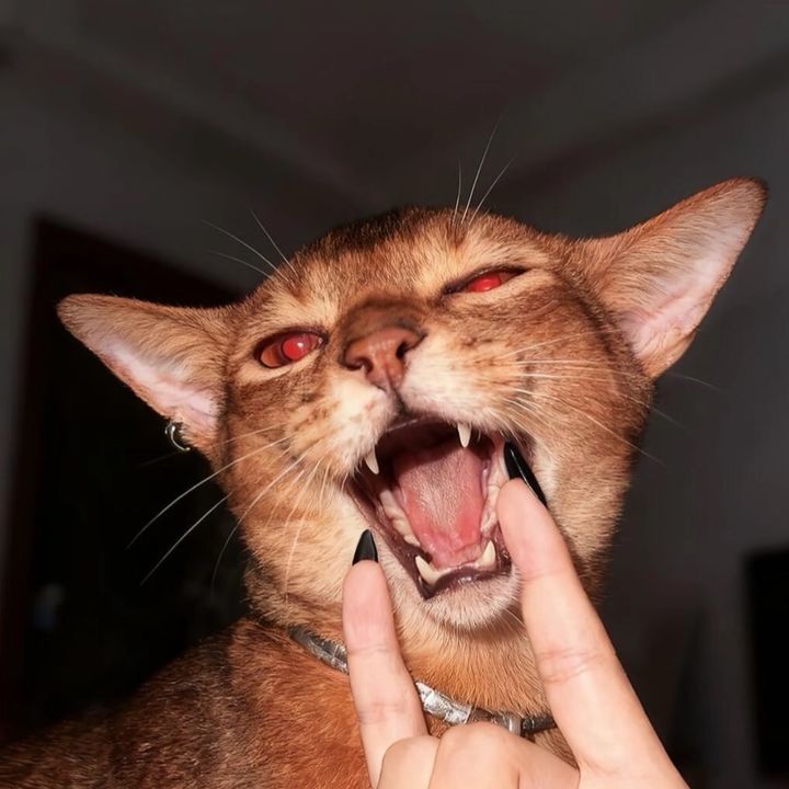 Bacnite