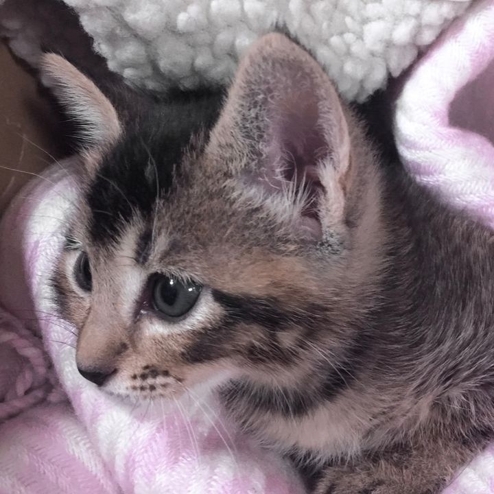 人生イップス