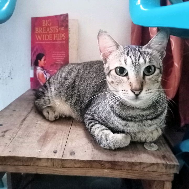 Mochicha