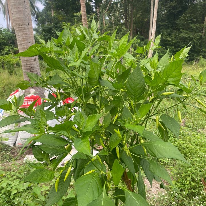 Anak petani🌱
