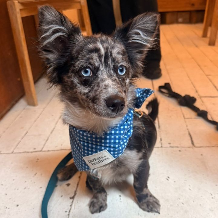 Otto