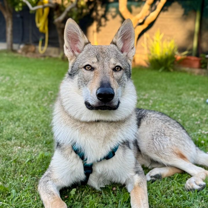 Valko