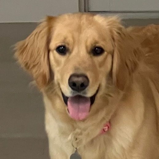 Reese | Golden Retriever