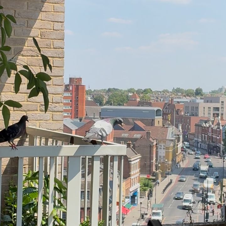 plonkerpigeons