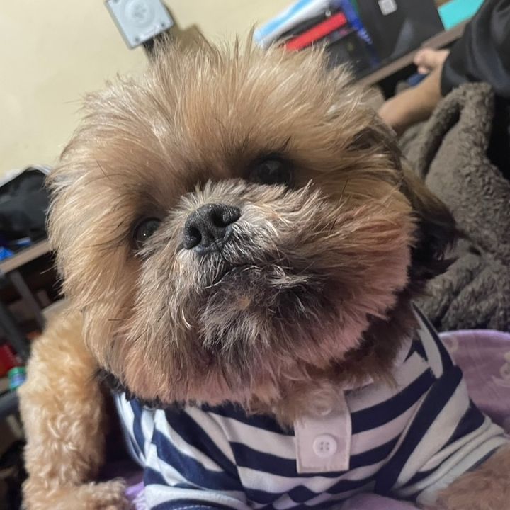Coco. 🐶
