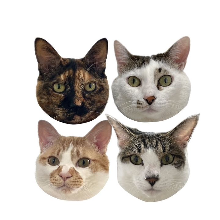 4猫日記