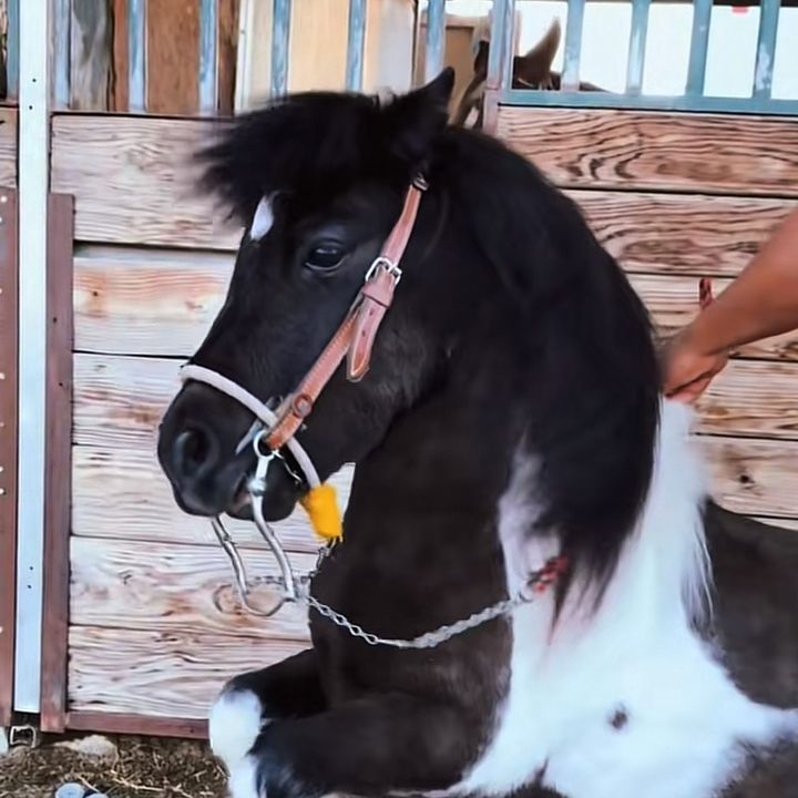 ウマたん🏇😁Umatan