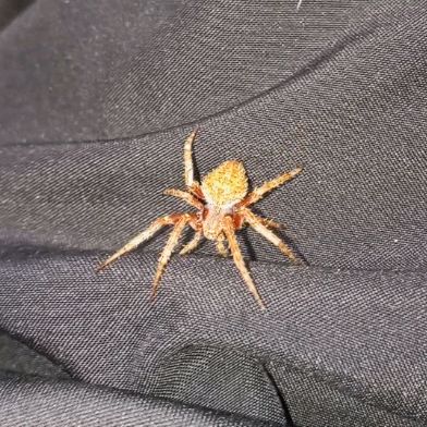 DerbySpiderPHi 🇵🇭
