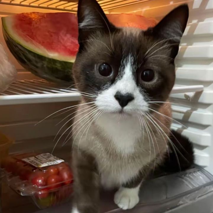 Gato ángel