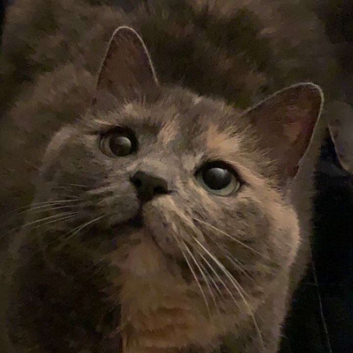 kitten