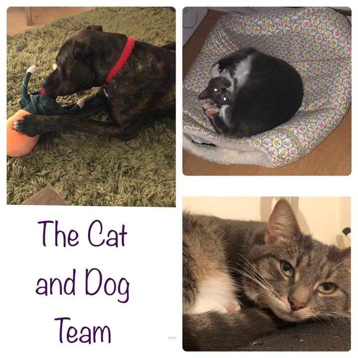TheCatandDogTeam