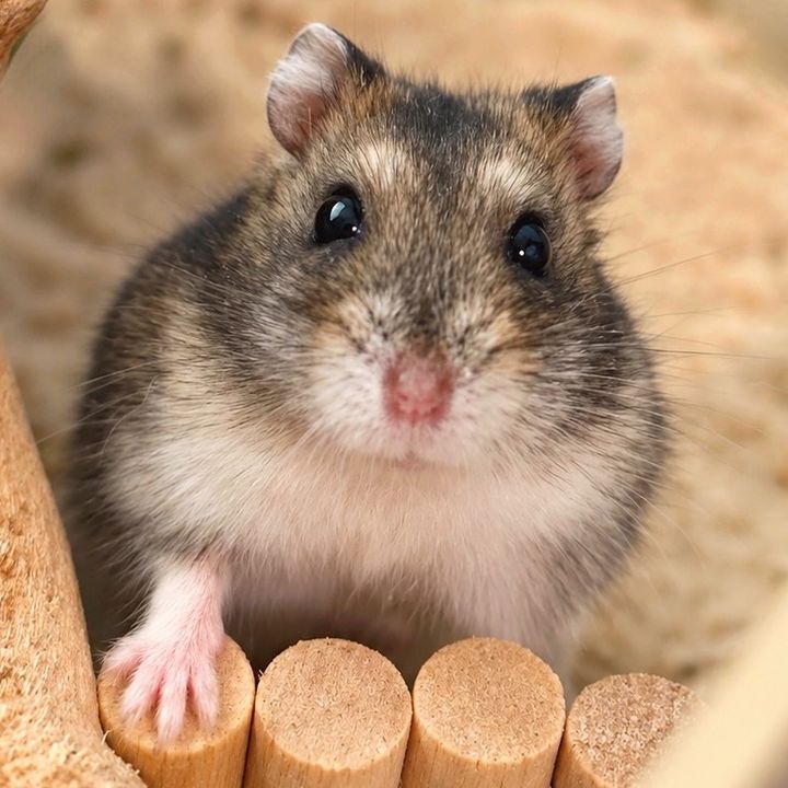 blueberry pancake🐹🫐