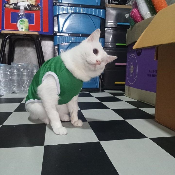 ชาลาเปาซิ่ง