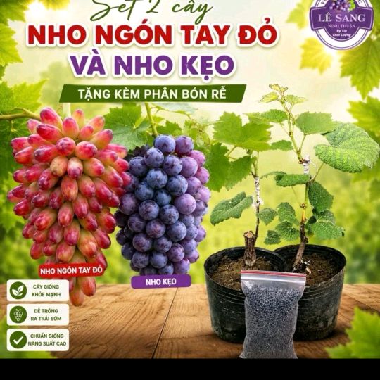 tới nhiều đồ