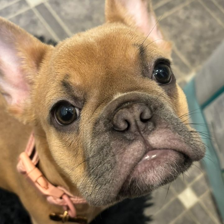 LunaTheFrenchie🐶🐾❤️