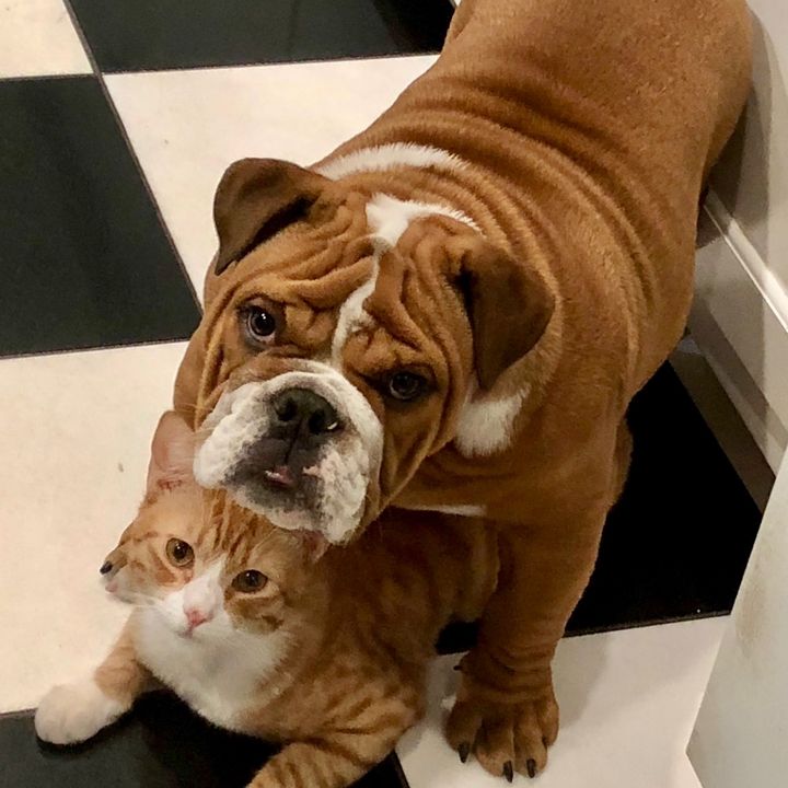 Poppy's Pets
