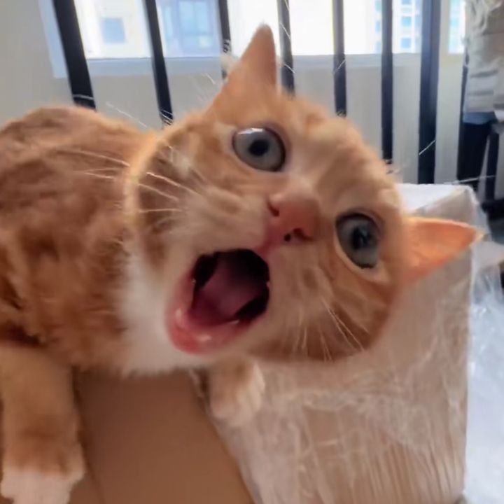 felixcreating
