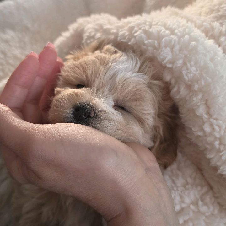 Harley | The Toy Maltipoo