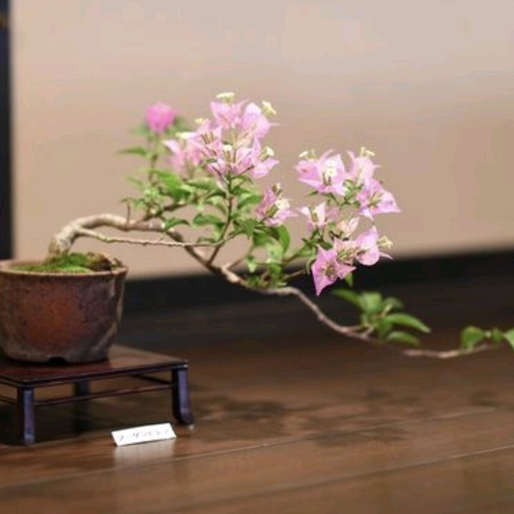 QC bonsai
