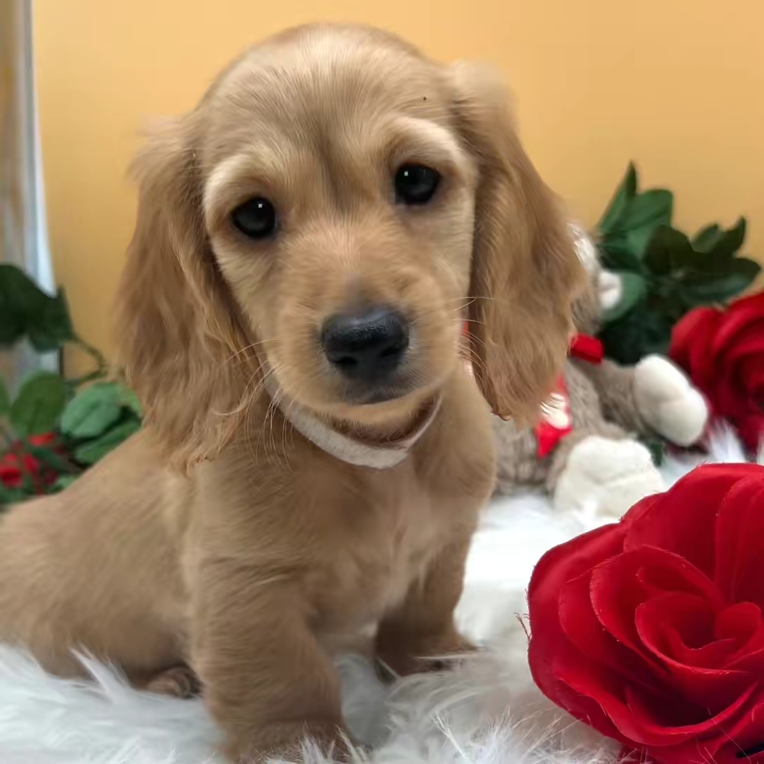 Waffles the Queen Ween
