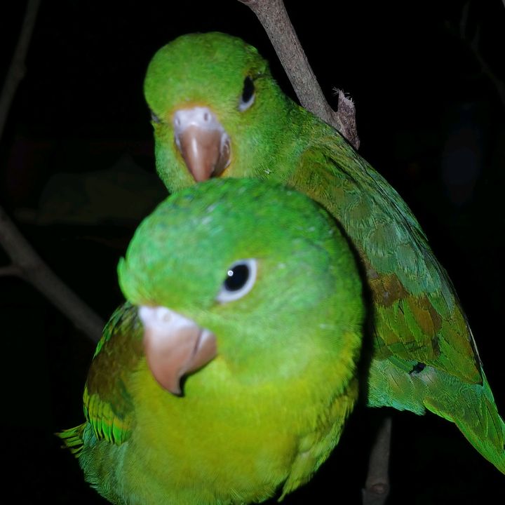 Pollitos 🐤