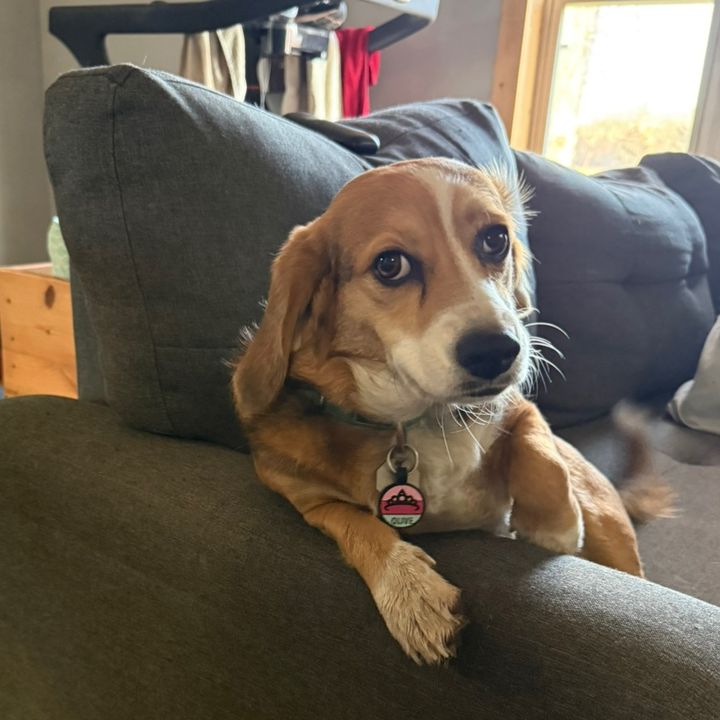 olivethebaussie