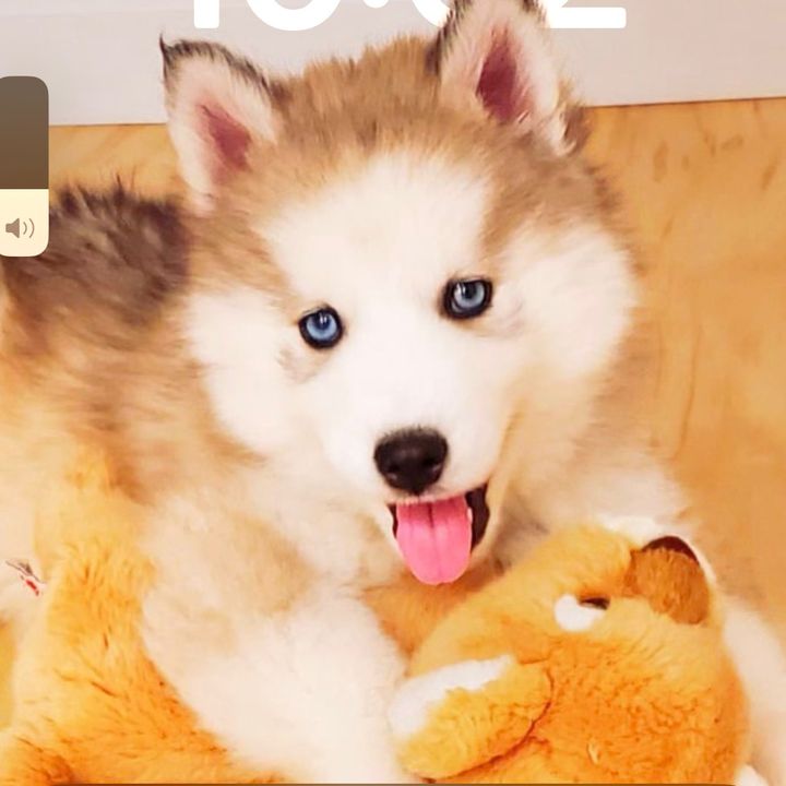 Charly the fluffy