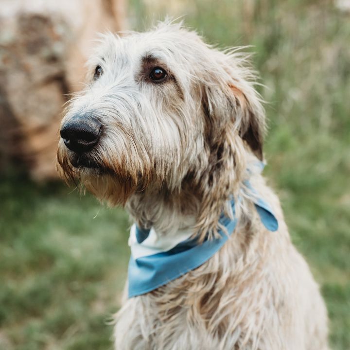 Wrangler The Wolfhound