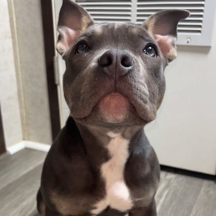 Bully & Bros 🐾