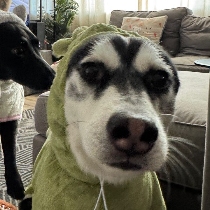 mochoochithehusky
