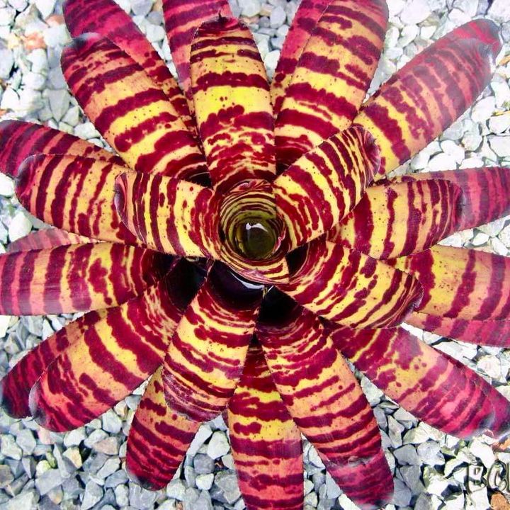 warungbromeliad