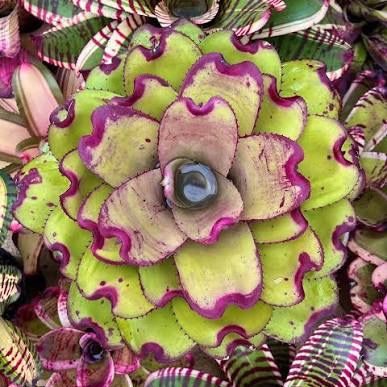 lamanbromeliad