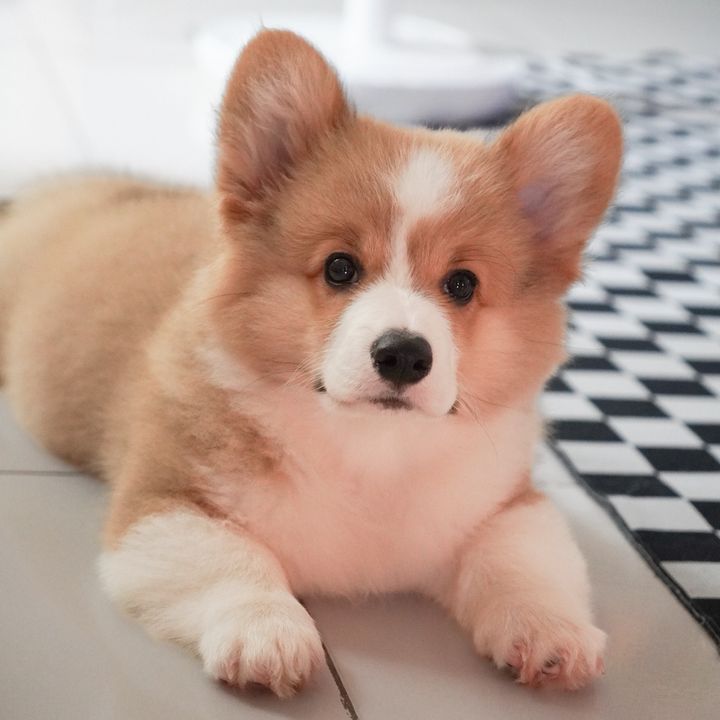 Bamford The Corgi