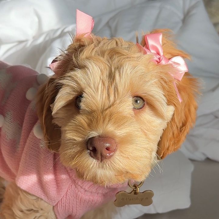 Parsley Paisley 🎀