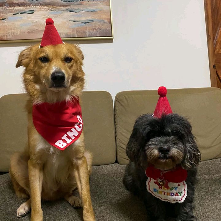 Soffie & Bingo