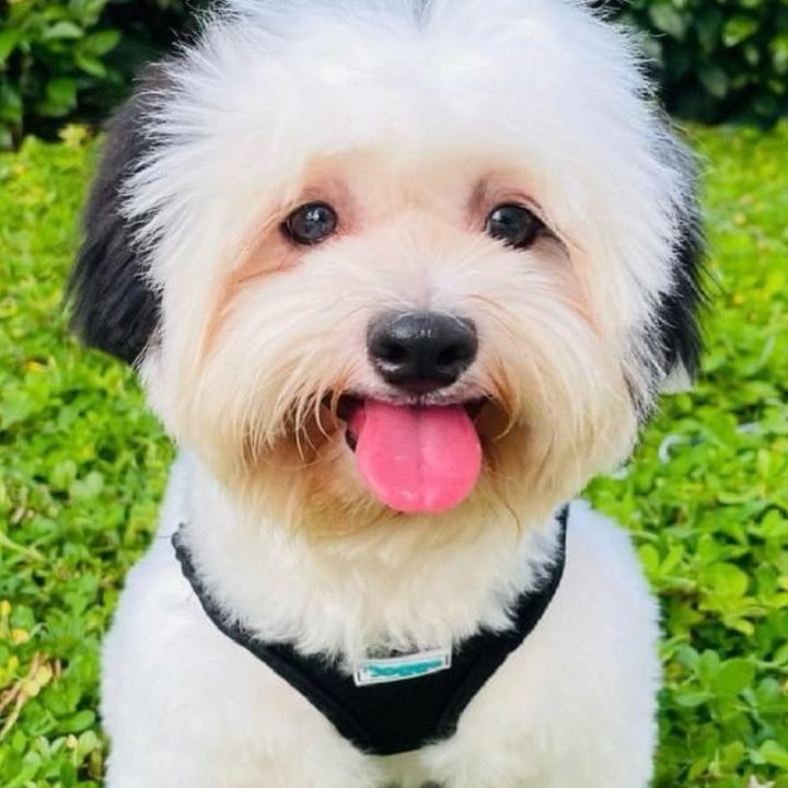 Malty_Maltipoo