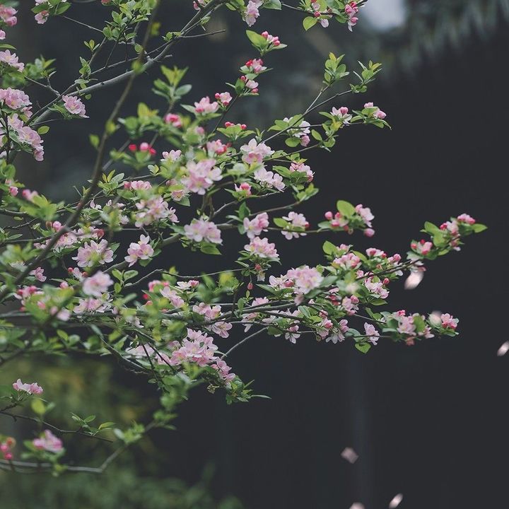 Nghĩa đã hết sán chó mèo