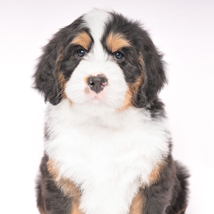 itsnashthebernedoodle